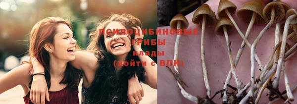 прущие грибы Няндома