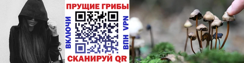 где найти Анадырь Псилоцибиновые грибы Psilocybine cubensis